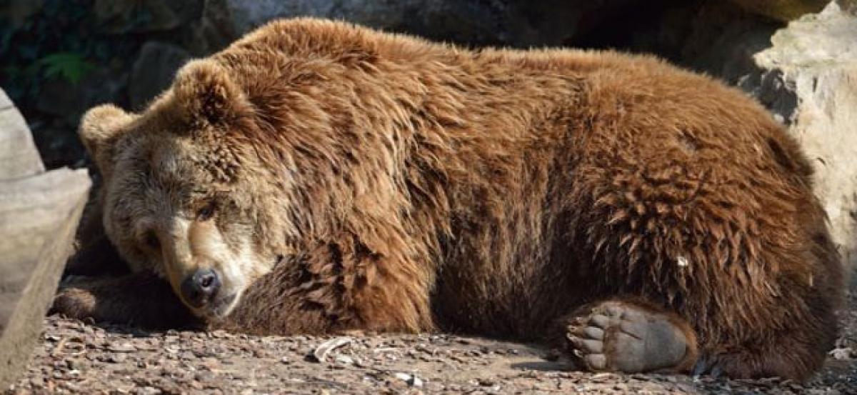 HR insight from a hibernating bear