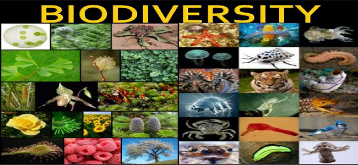 United Nations Decade on Biodiversity