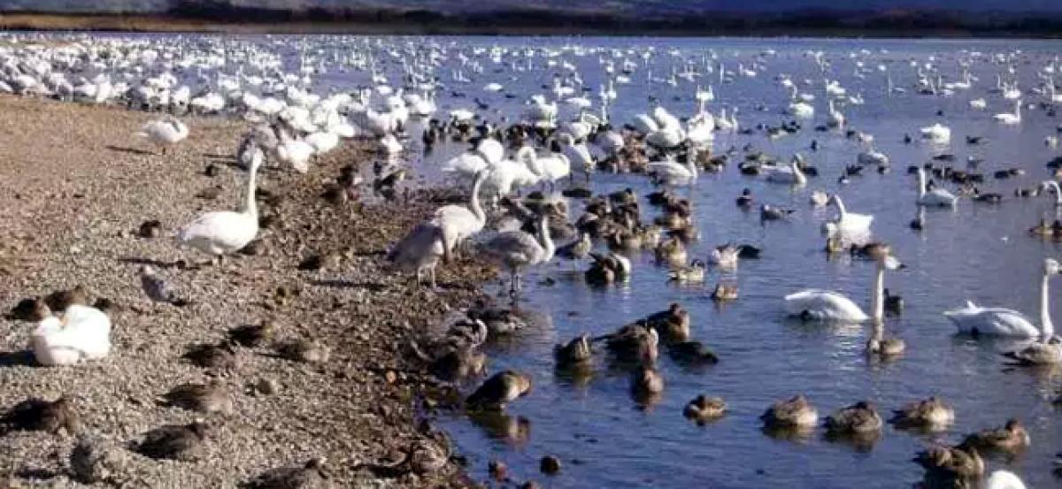 Scientists study the spreading of influenza through flocks of famished birds