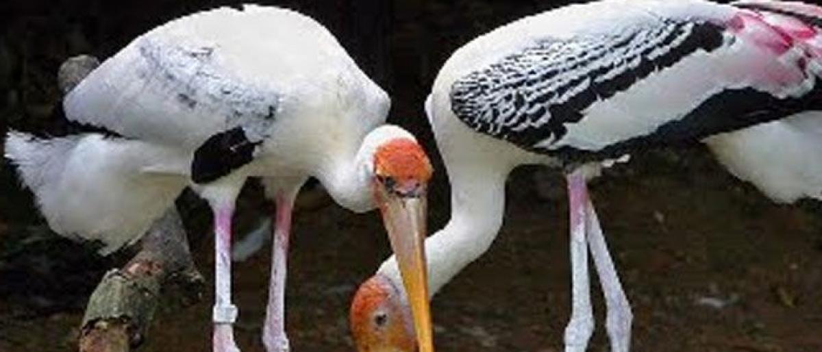 Bird resting stands to be arranged at Telineelapuram