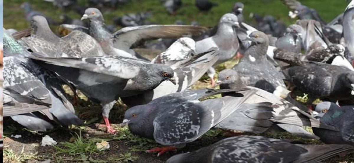 Urban areas crowded with more ‘nuisance’ birds