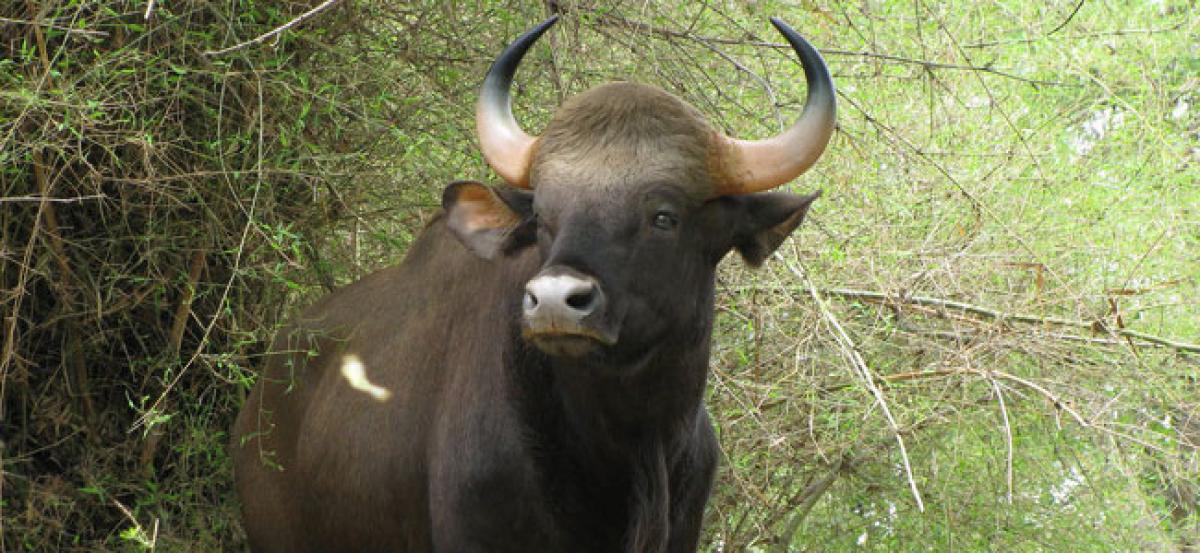 Goa: Woman killed by wild bison; state health minister blames forest dept