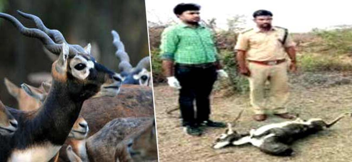 Seven blackbucks die mysteriously: Foresters shocked