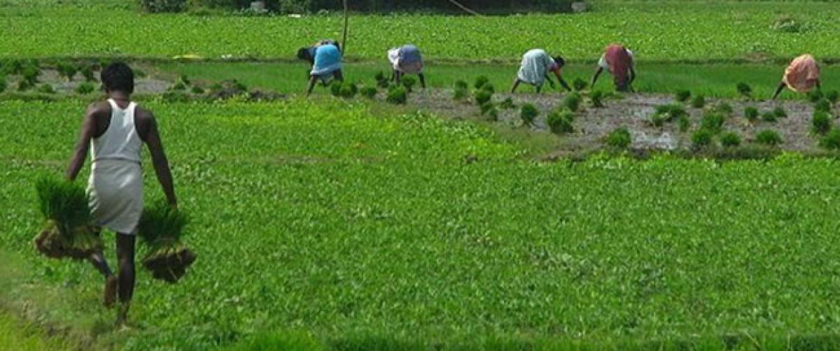 Krishna delta farmers get ready for kharif cultivation