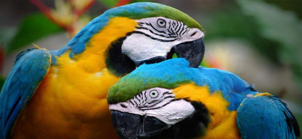 Brain circuits that make parrots intelligent identified