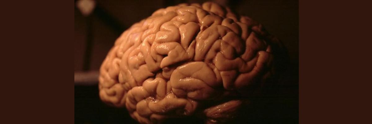 Bigger brain could make you only a little smarter than others