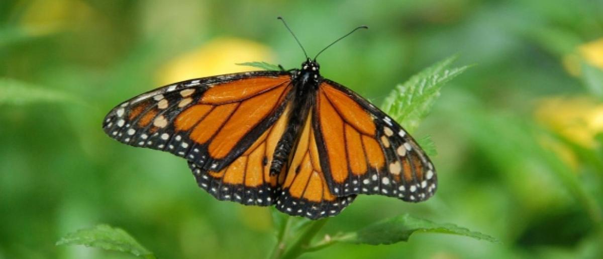 Need to conserve butterflies stressed