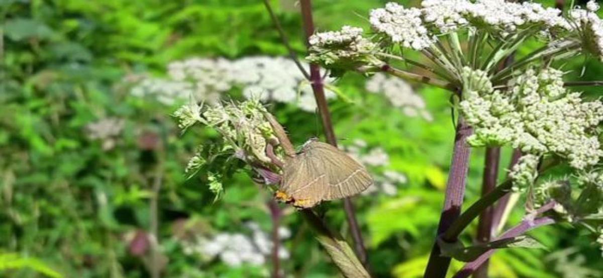 Rare butterfly spotted in Scotland after 133 years
