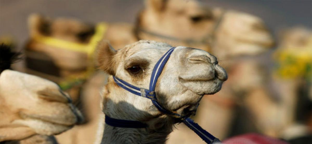 Worlds first Camel Based Baby Formula to hit shelves in Dubai