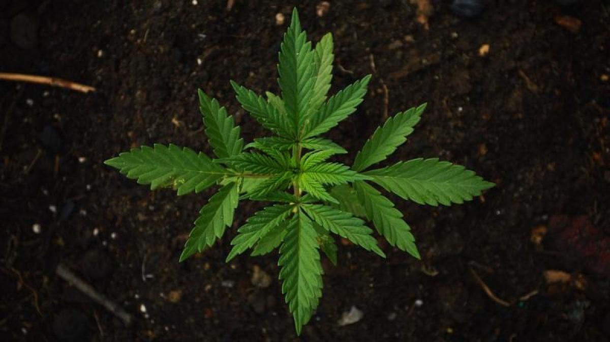 Cannabis use does not affect the kidney, says study