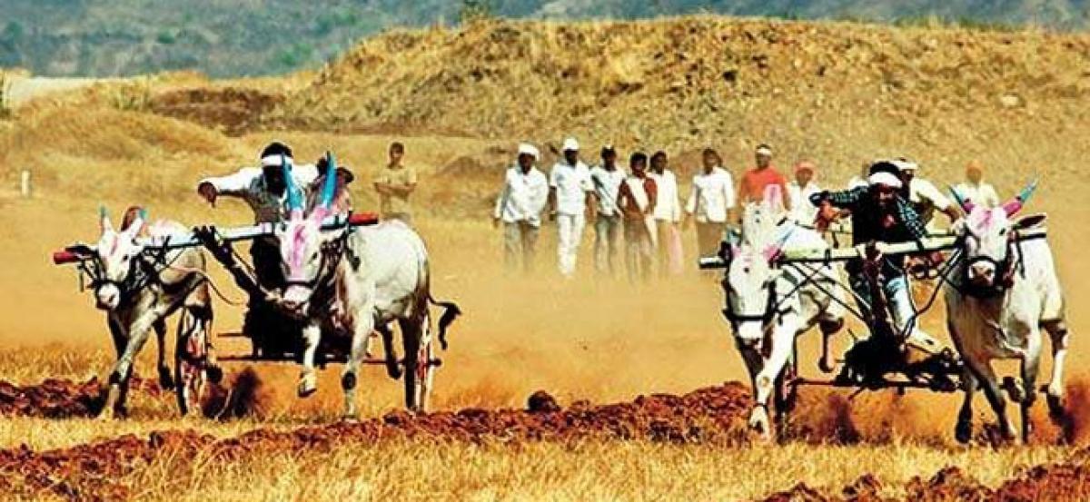 Bombay HC restrains Maharashtra govt from allowing bullock race until rules