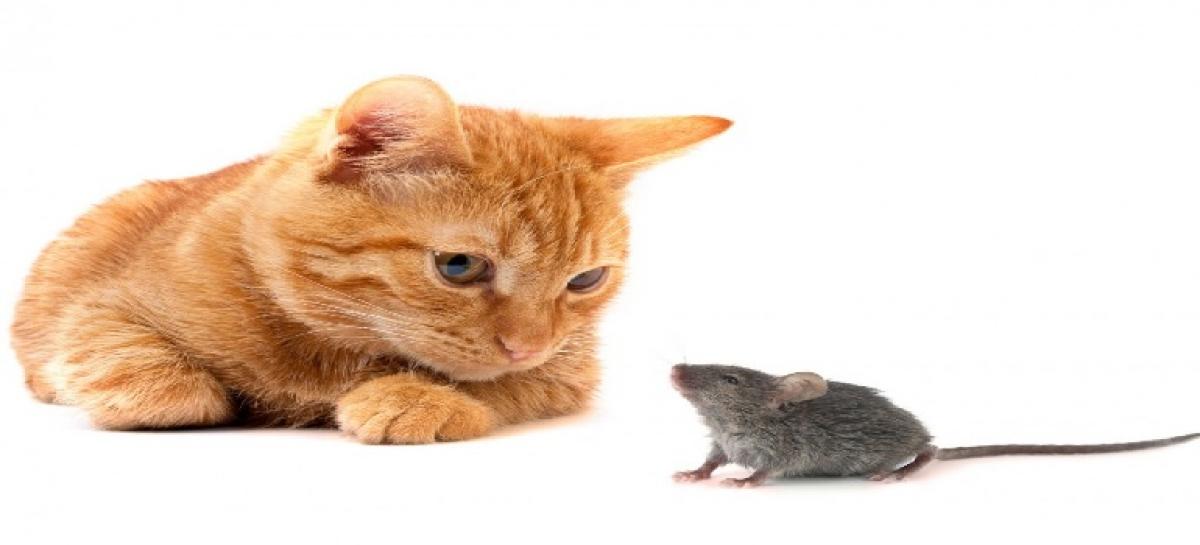 Is it because of rat, you love cat – An important HR message