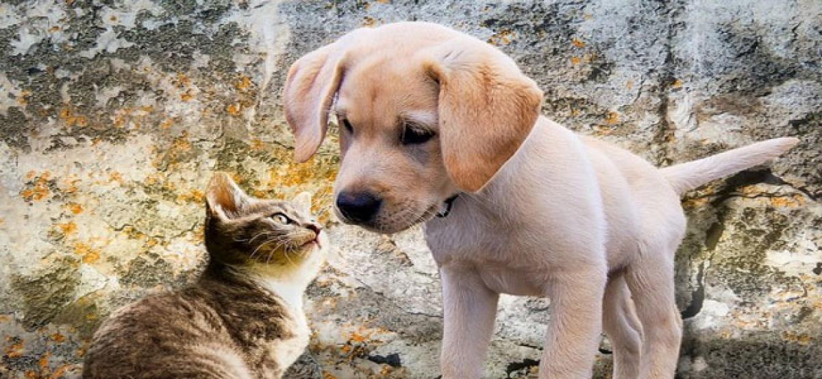 Food habits of cats and dogs decoded