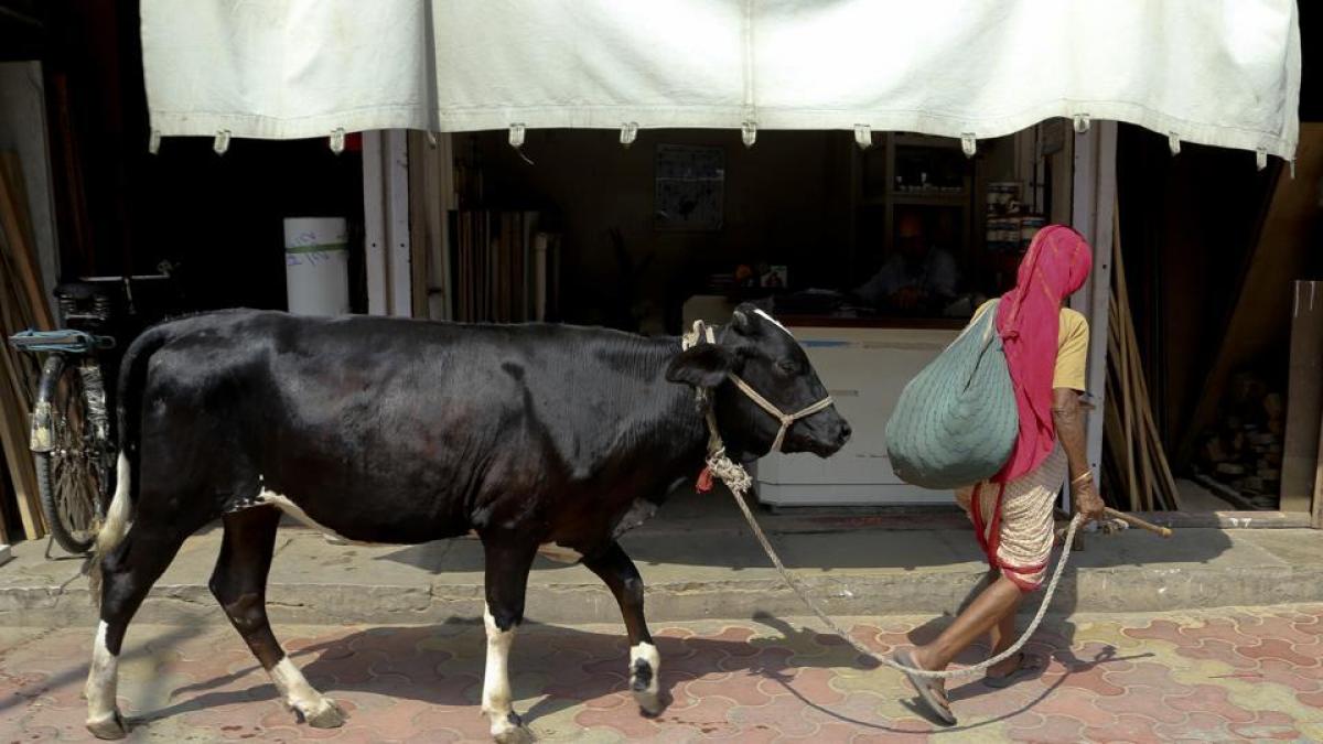 Cattle Sale Ban Intended To Animal Welfare: Government