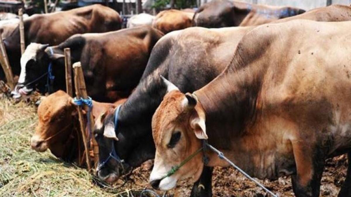 Privacy verdict to have bearing in beef matters in Maharashtra: SC