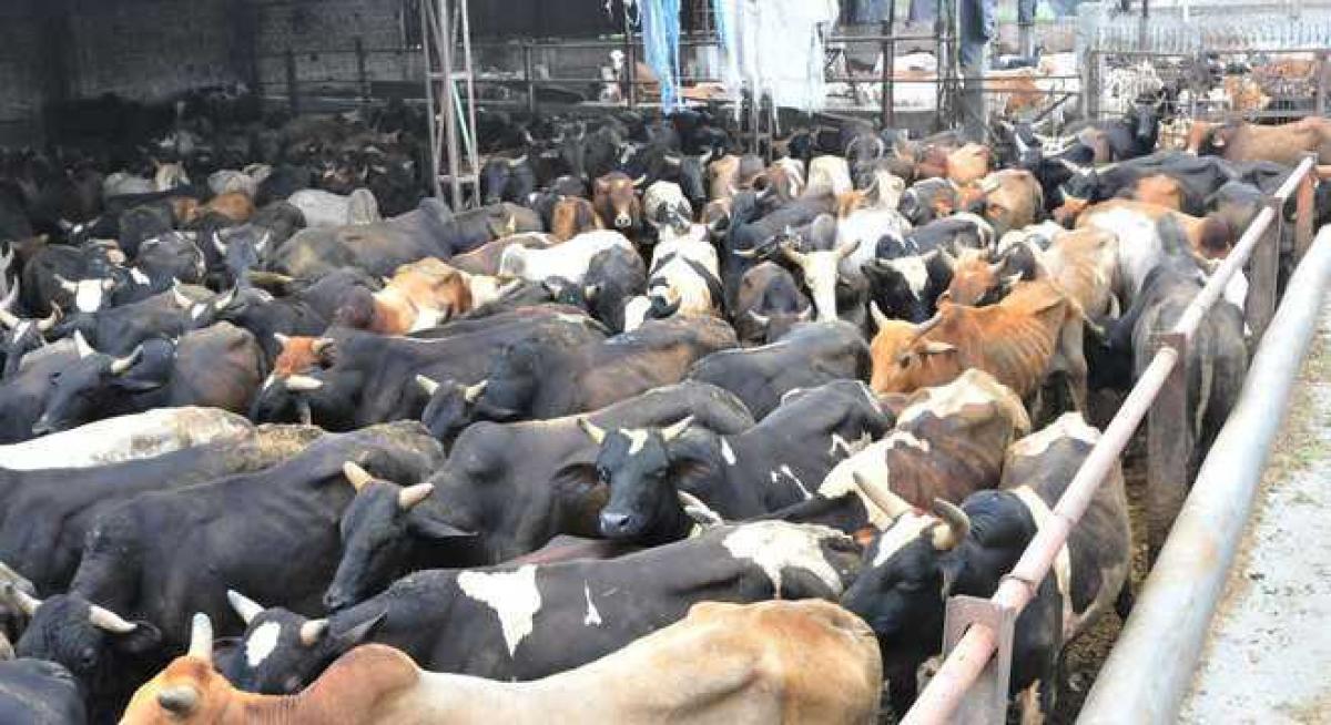 Centres cattle trade rule to be suspended across country, says SC