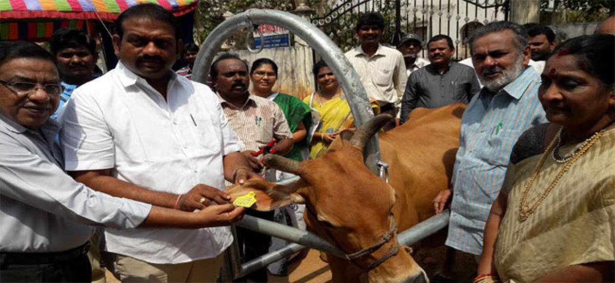 13 lakh milch cattle to  get Aadhaar