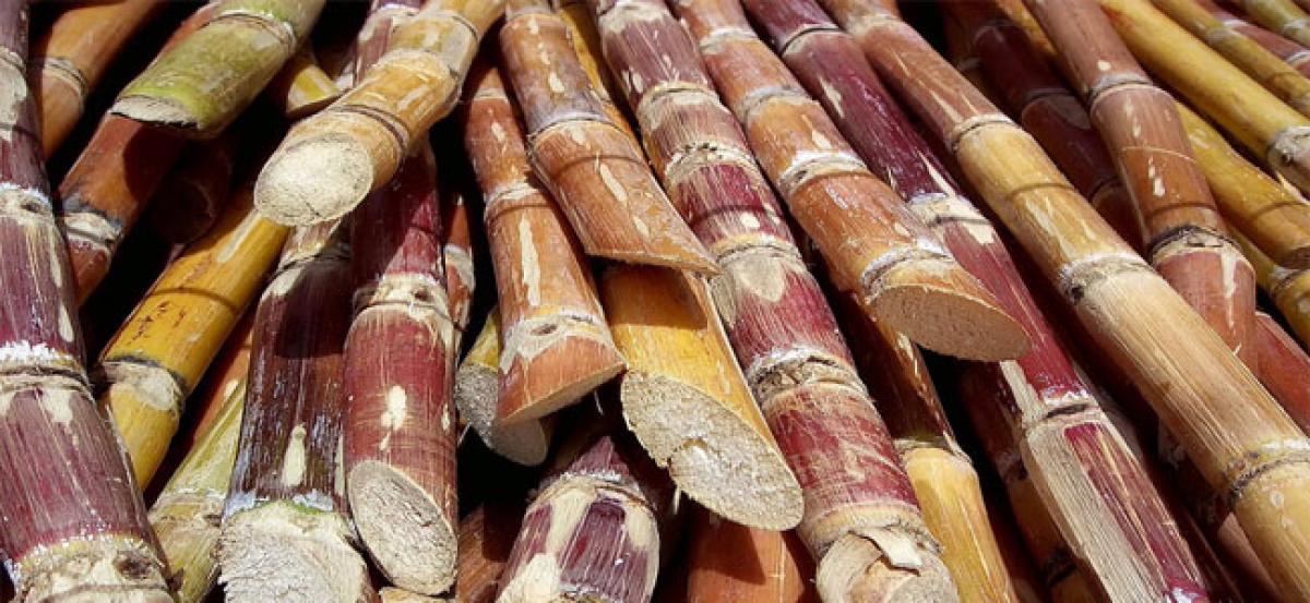 Area under sugar cane crop likely to decrease
