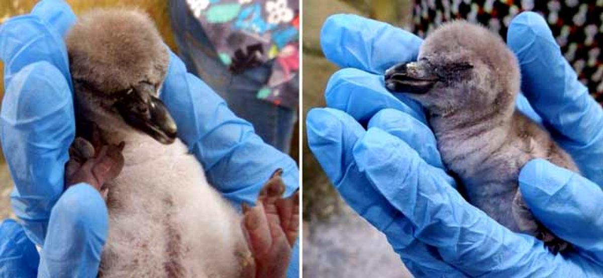 Penguin chick dies of birth anomalies in Mumbai zoo