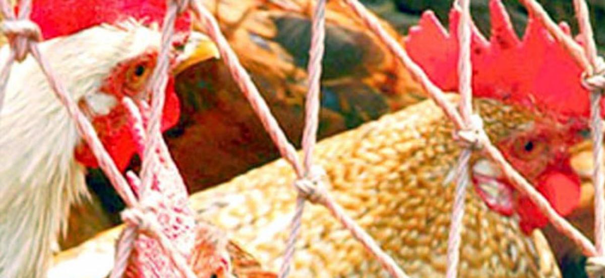 Pakistan: Teenager arrested for sexually assaulting a chicken
