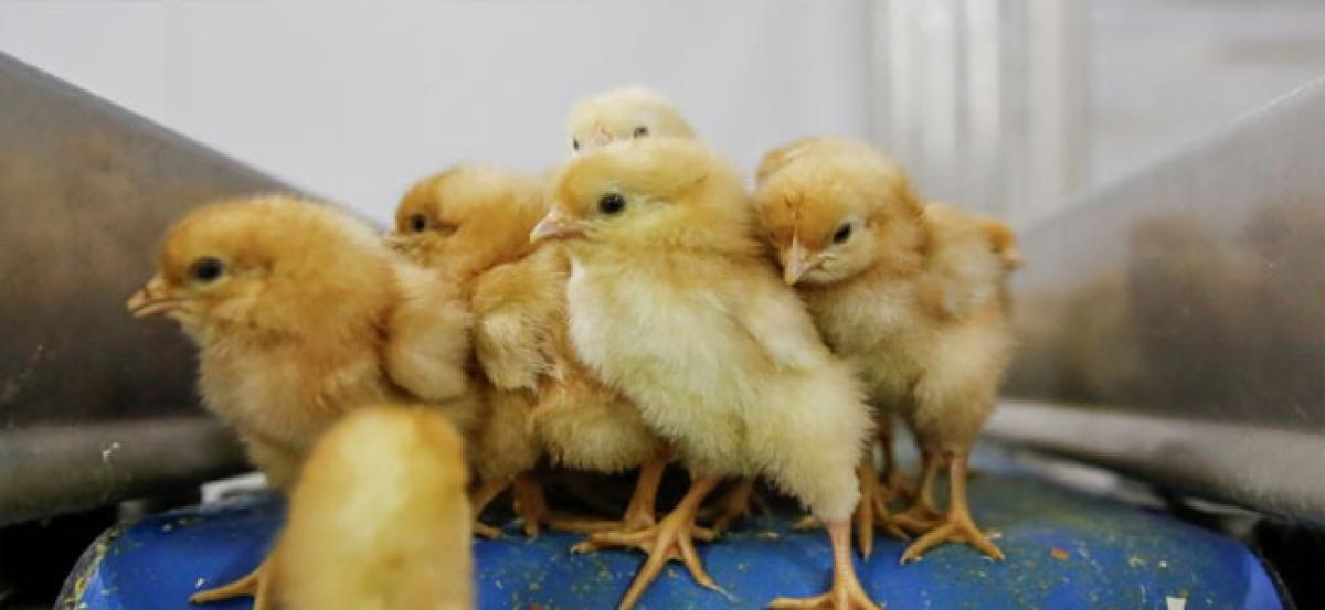 Chinas chickens need to lay a billion eggs a day. Heres how theyre going to do it
