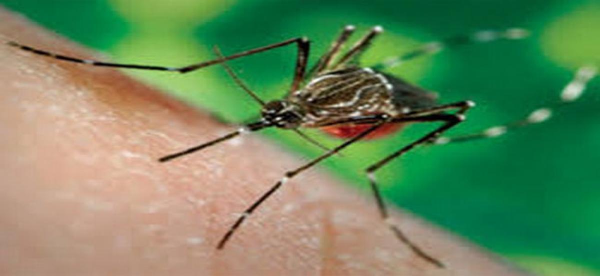 Factors linked to chikungunya, dengue outbreaks discovered