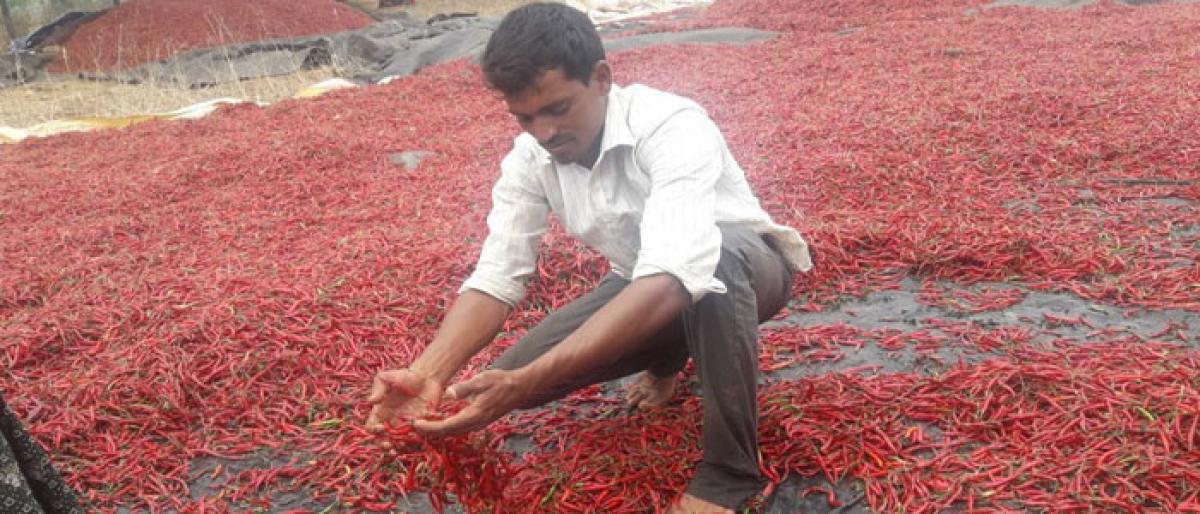 Unseasonal rains damage crops in Khammam district