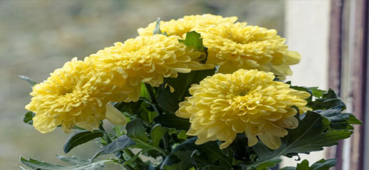 Heavy demand for chrysanthemum on festive eve