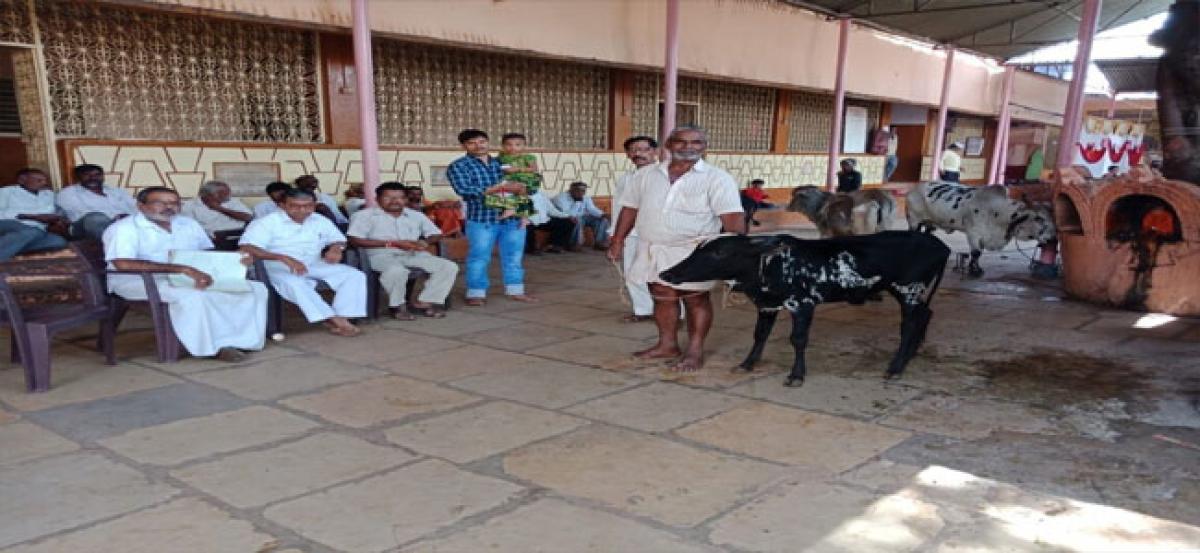 Calves auctioned at Ketaki temple