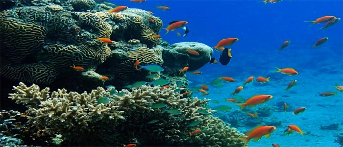 Coral reefs can adapt to climate change: Study