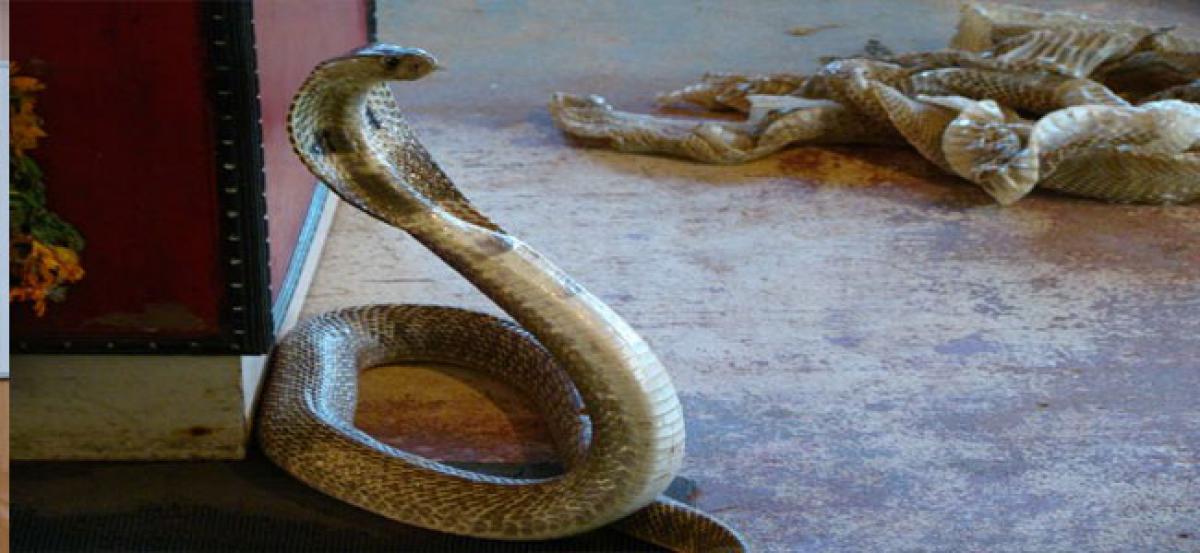 Devotees urged not to worship live snakes