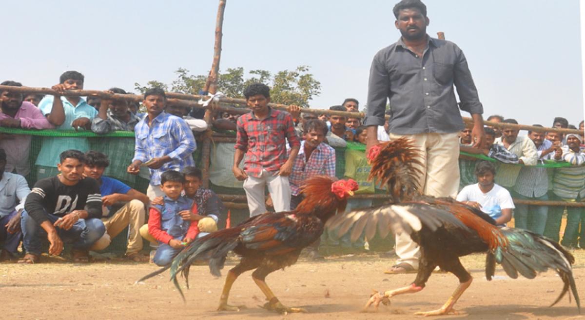 Cockfights attract huge crowds in Godavari dists