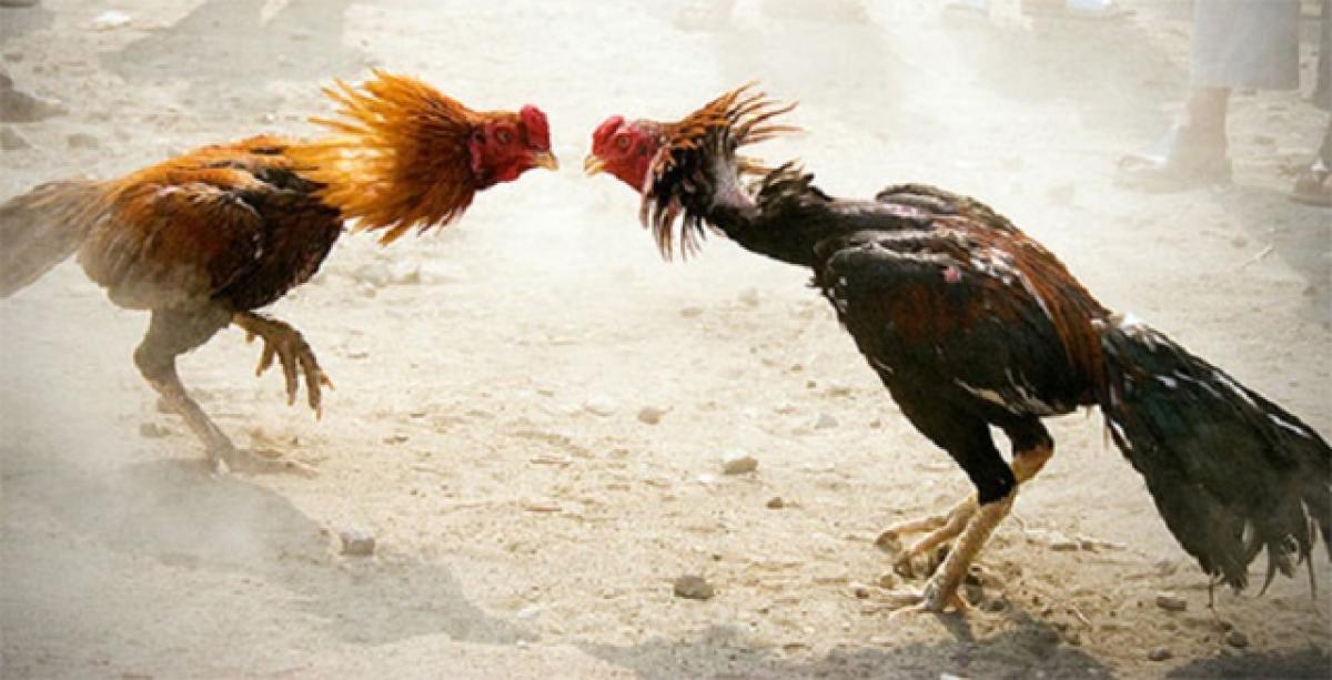 High Court orders on cock-fights should be followed: Collector