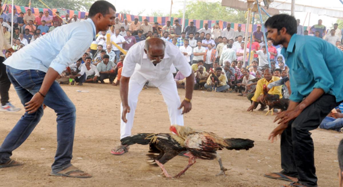 Crores at stake in cock-fights