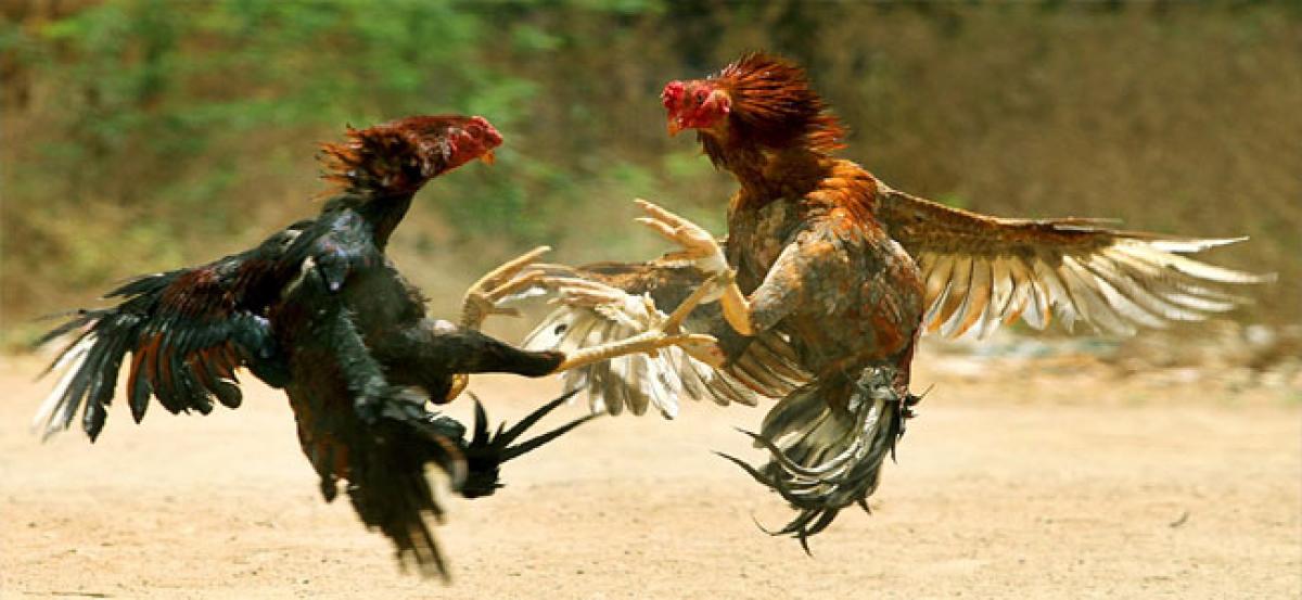 Cockfight: Roosters for sale in Olx, Organisers turn tech savvy