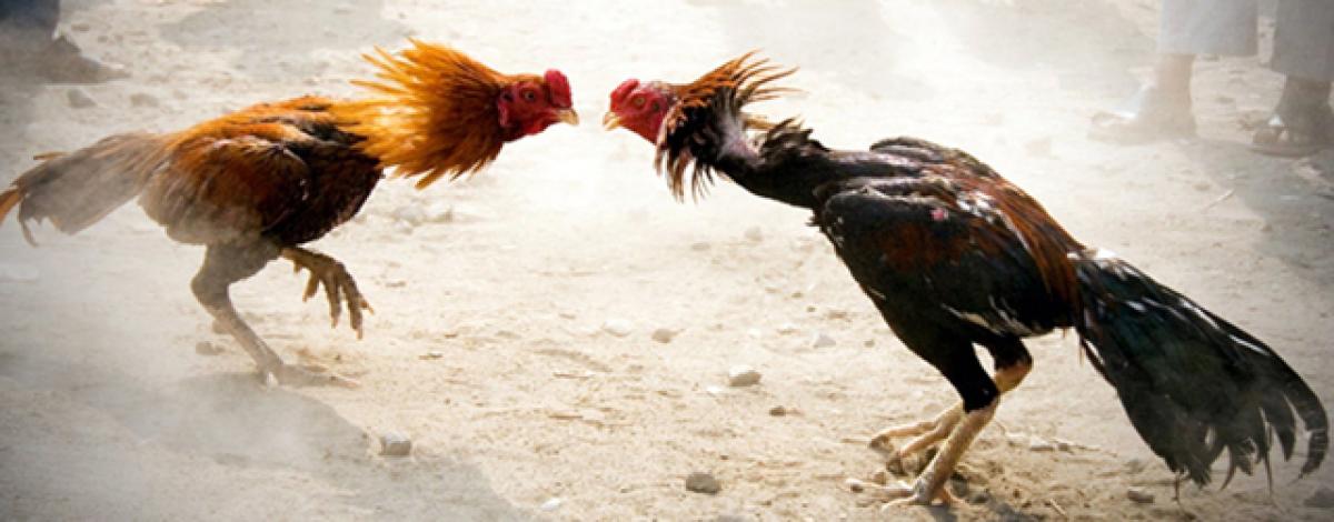 Ban or no ban, organisers prepare for cockfights