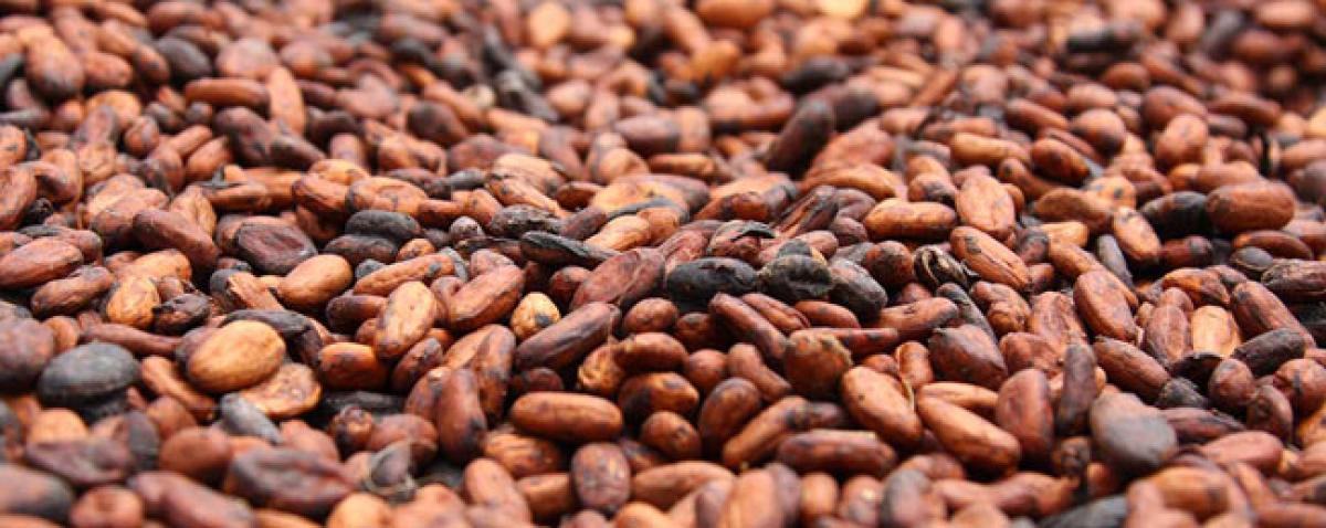 Eating cocoa may boost your Vitamin D intake: Study