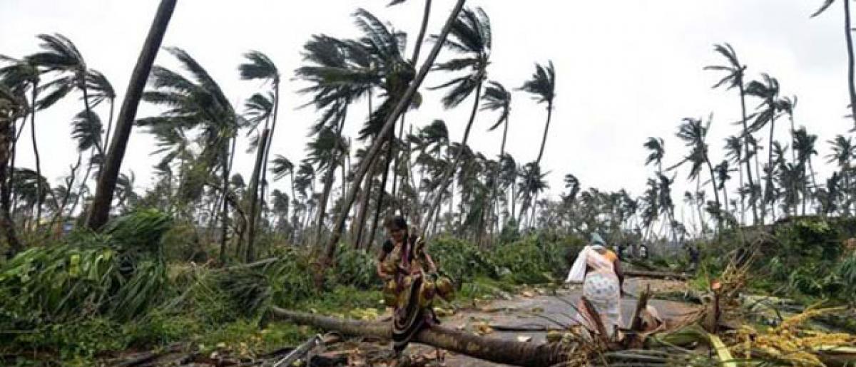 Titli badly hits coconut plantations in Uddanam