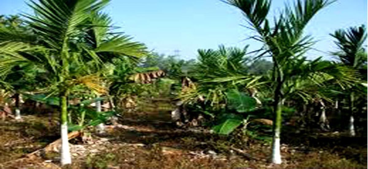 Call to grow areca nut as intercrop with oil palm