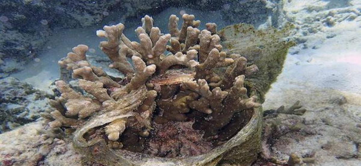 Plastic making coral reefs sick