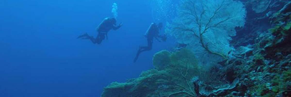 More coral species found in deeper regions of Great Barrier Reef