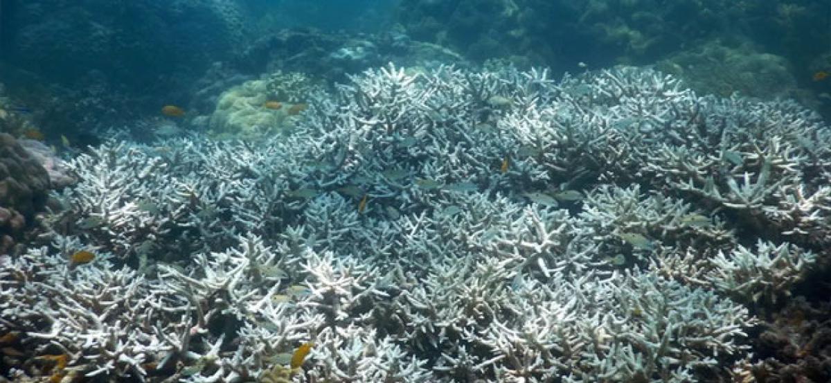 Diminishing coral reefs to cost billions by expected damages of flooding and storms