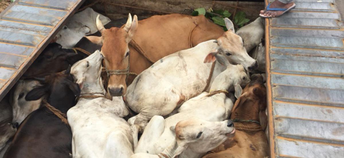 Container with 60 cattle seized