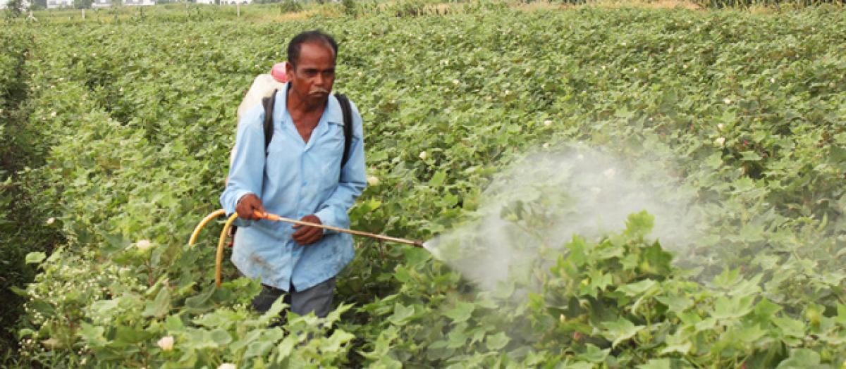 Pinkboll worm hits cotton yields