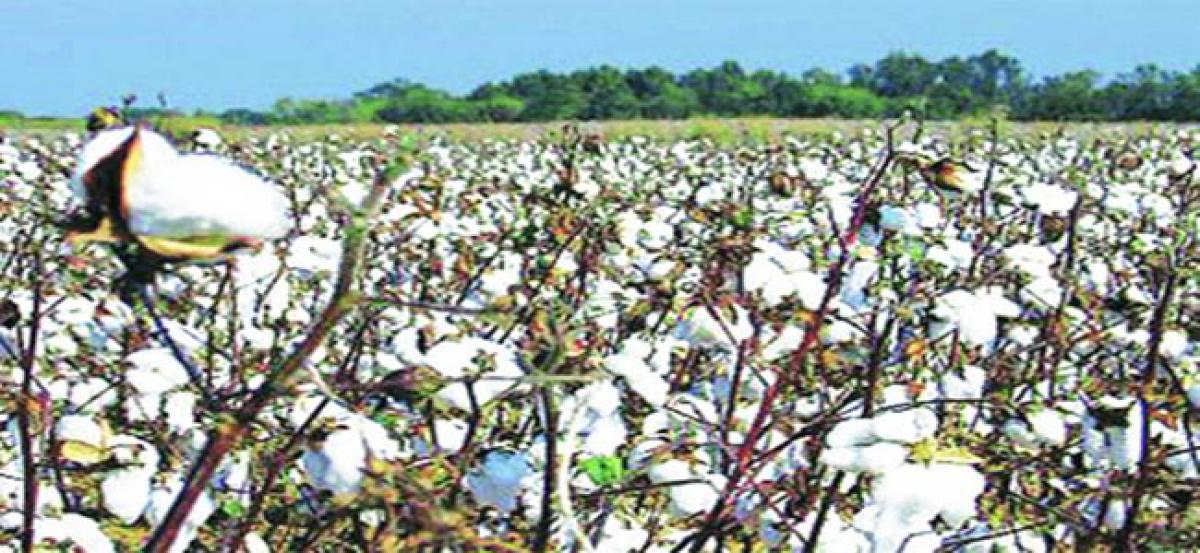 Production of 28 lakh bales of cotton expected for kharif