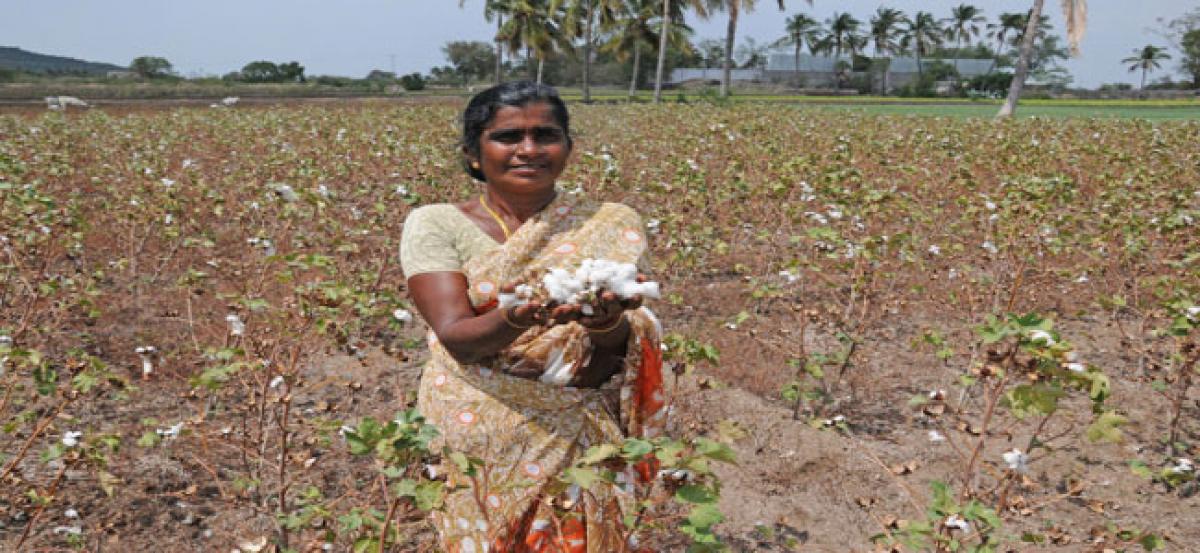 Drought hits cotton growers in Nellore
