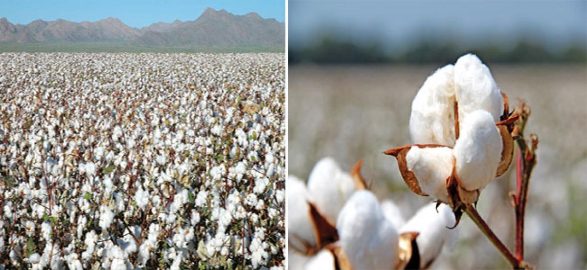 Cotton price to be around Rupees 4,800 per quintal at harvest