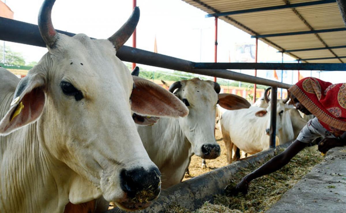 173 Cow Deaths Allegedly In A Week In Chhattisgarh, 9 Officials Suspended