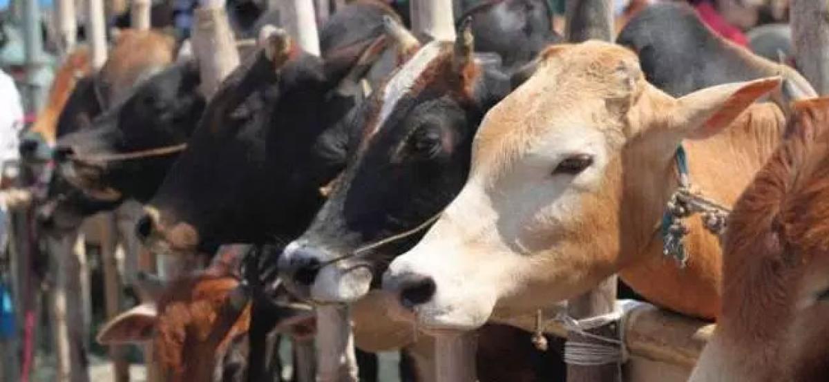 Five thrashed on suspicion of carrying beef in Haryana, over 15 booked