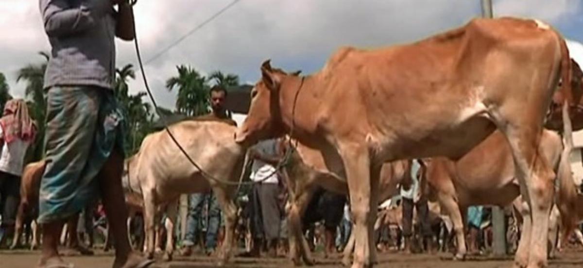 Cattle business brisk in Tripura this Eid due to no smuggling